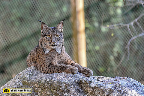 Iberian Lynx (Lynx pardinus)  Fall,Geotagged,Iberian Lynx,Lynx pardinus,Spain