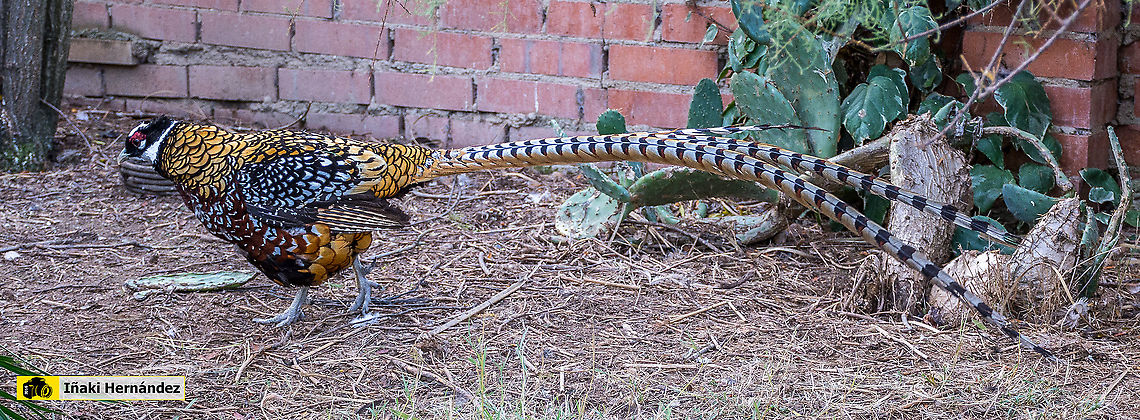 Reevess Pheasant (Syrmaticus reevesii) Fais&aacute;n venerado (Syrmaticus reevesii)<br />
<br />
Female / Hembra:<br />
<figure class="photo"><a href="https://www.jungledragon.com/image/126885/reevess_pheasant_female_syrmaticus_reevesii.html" title="Reevess Pheasant female (Syrmaticus reevesii)"><img src="https://s3.amazonaws.com/media.jungledragon.com/images/6660/126885_thumb.jpg?AWSAccessKeyId=05GMT0V3GWVNE7GGM1R2&Expires=1759968010&Signature=yhR5pVYiNAsL4TasB5XF5QbOolY%3D" width="200" height="134" alt="Reevess Pheasant female (Syrmaticus reevesii) Fais&aacute;n Venerado hembra (Syrmaticus reevesii)<br />
<br />
Male / Macho <br />
https://www.jungledragon.com/image/126654/reevess_pheasant_syrmaticus_reevesii.html Fall,Geotagged,Reevess Pheasant,Spain,Syrmaticus reevesii" /></a></figure> Fall,Geotagged,Reevess Pheasant,Spain,Syrmaticus reevesii
