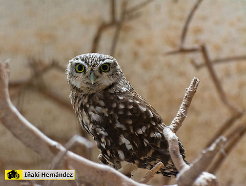 little owl (Athene noctua) Mochuelo (Athene noctua) Athene noctua,Geotagged,Little  Owl,Spain,Winter