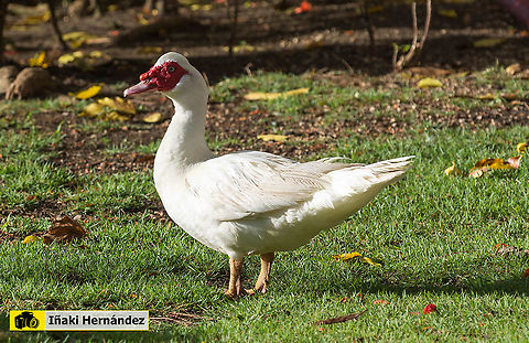 Muscovy duck (Cairina moschata) Pato criollo (Cairina moschata) Cairina moschata,Dominican Republic,Geotagged,Muscovy duck,Summer