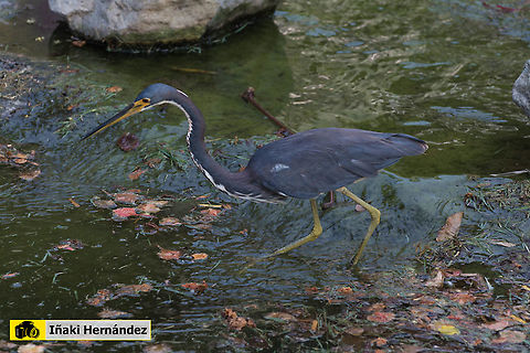 Tricolored heron (Egretta tricolor) Garceta tricolor o garceta de Luisiana (Egretta tricolor)  Dominican Republic,Egretta tricolor,Geotagged,Summer,Tricolored heron