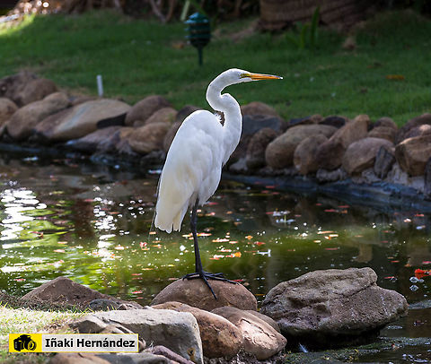 Great egret (Egretta alba) La garceta grande o garza blanca (Ardea alba) Ardea alba,Dominican Republic,Geotagged,Great egret,Summer