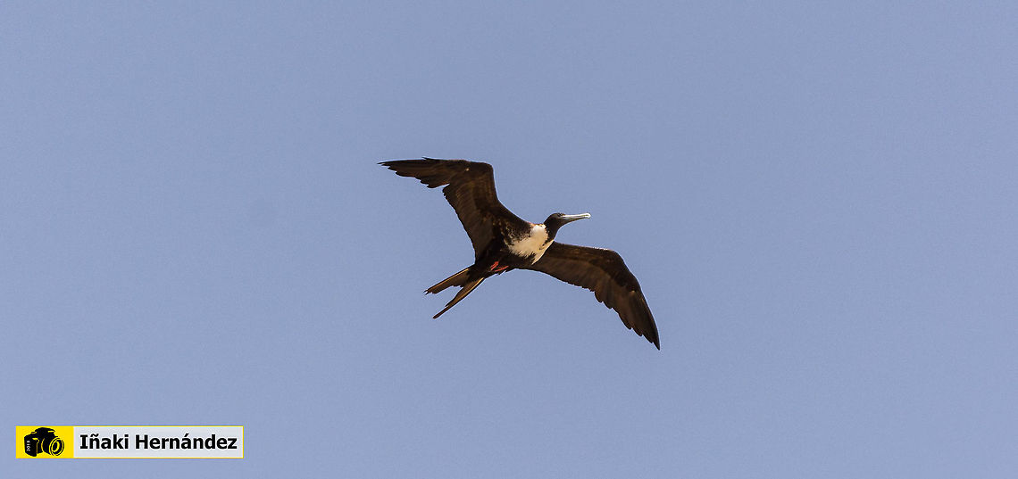 Magnificent frigatebird (Fregata magnificens) fragata com&uacute;n, ​ fragata real o rabihorcado real  (Fregata magnificens)  Dominican Republic,Fregata magnificens,Geotagged,Magnificent Frigatebird,Summer