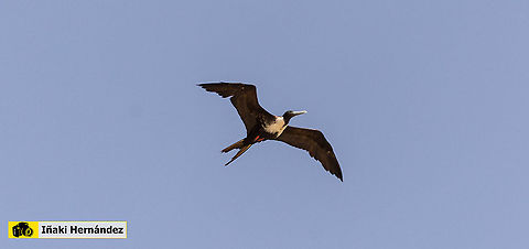 Magnificent frigatebird (Fregata magnificens) fragata com&uacute;n, ​ fragata real o rabihorcado real  (Fregata magnificens)  Dominican Republic,Fregata magnificens,Geotagged,Magnificent Frigatebird,Summer