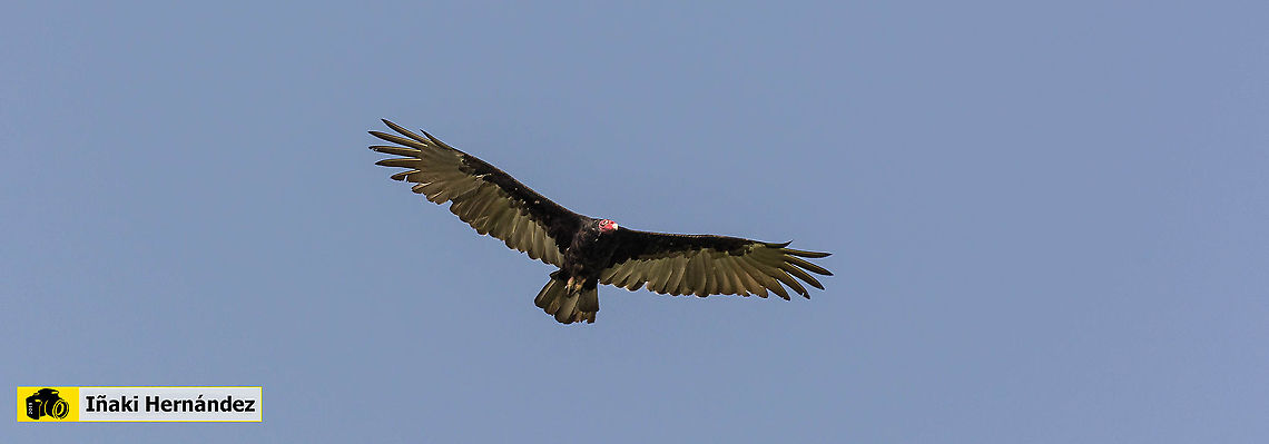 Turkey vulture (Cathartes aura) buitre americano cabecirrojo (Cathartes aura)  Cathartes aura,Dominican Republic,Geotagged,Summer,Turkey vulture