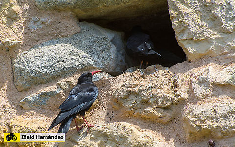 Red-billed Chough (Pyrrhocorax pyrrhocorax) Chova piquirroja (Pyrrhocorax pyrrhocorax) Geotagged,Pyrrhocorax pyrrhocorax,Red-billed chough,Spain,Spring