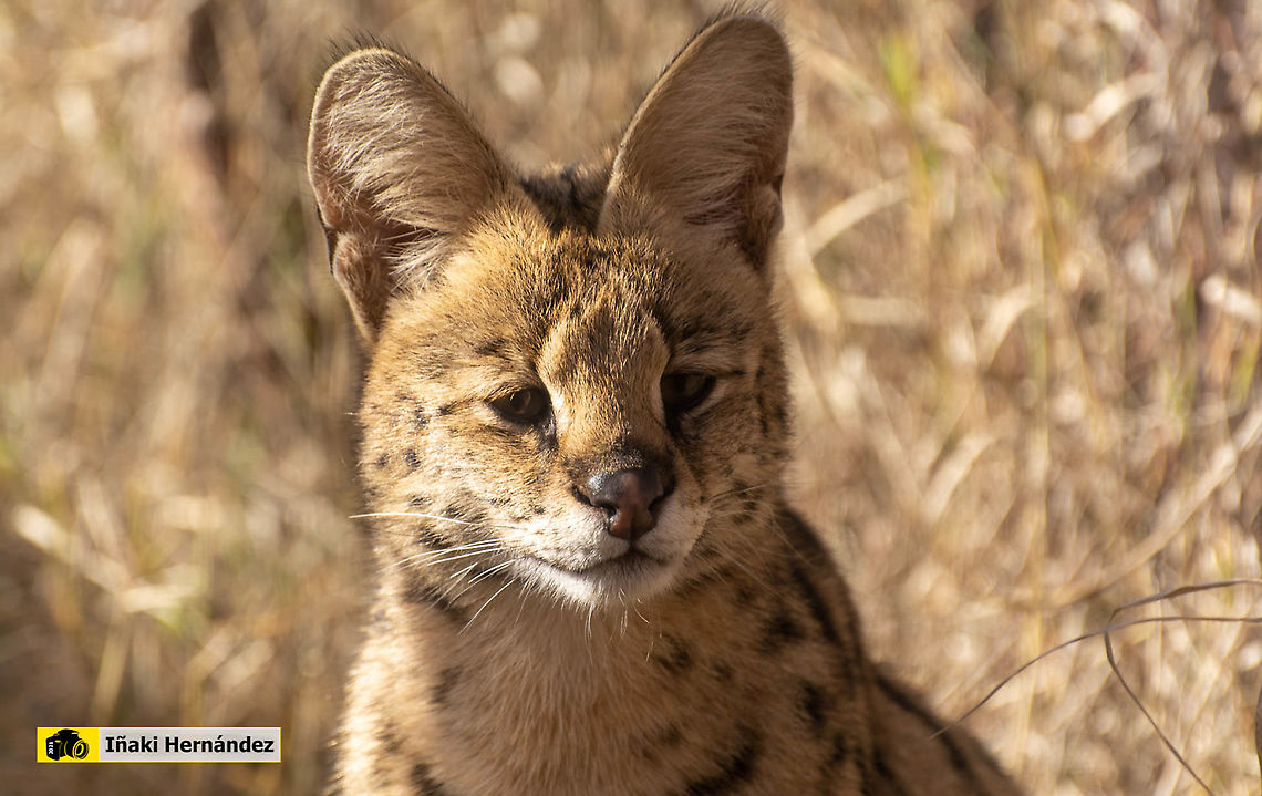 Serval (Leptailurus serval) Serval (Leptailurus serval)<br />
<br />
Other photo / Otra foto:<br />
<figure class="photo"><a href="https://www.jungledragon.com/image/126864/serval_leptailurus_serval.html" title="Serval (Leptailurus serval)"><img src="https://s3.amazonaws.com/media.jungledragon.com/images/6660/126864_thumb.jpg?AWSAccessKeyId=05GMT0V3GWVNE7GGM1R2&Expires=1767225610&Signature=qQJqM3ErdokqBbjCGKreaBs65FQ%3D" width="200" height="138" alt="Serval (Leptailurus serval) Serval (Leptailurus serval)<br />
<br />
Other photo / Otra foto:<br />
https://www.jungledragon.com/image/126862/serval_leptailurus_serval.html Geotagged,Leptailurus serval,Serval,Spain,Winter" /></a></figure> Geotagged,Leptailurus serval,Serval,Spain,Winter