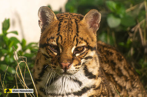 Ocelot (Leopardus pardalis) Ocelote (Leopardus pardalis) Geotagged,Leopardus pardalis,Ocelot,Spain,Winter