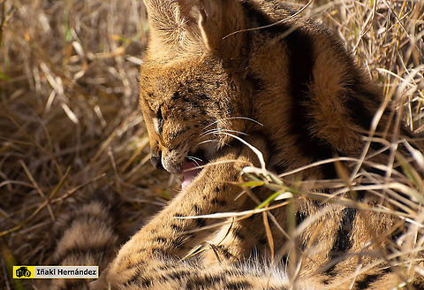 Serval (Leptailurus serval) Serval (Leptailurus serval)

Other photo / Otra foto:
https://www.jungledragon.com/image/126862/serval_leptailurus_serval.html Geotagged,Leptailurus serval,Serval,Spain,Winter