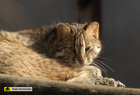 Siberian leopard Cat (Prionailurus bengalensis euptailurus) Siberian leopard Cat (Prionailurus bengalensis euptailurus) Geotagged,Leopard cat,Prionailurus bengalensis,Spain,Winter