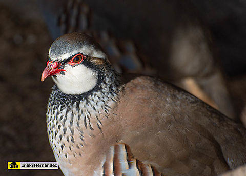 Red-legged partridge (Alectoris rufa) Perdiz roja (Alectoris rufa) Alectoris rufa,Geotagged,Red-legged partridge,Spain,Winter