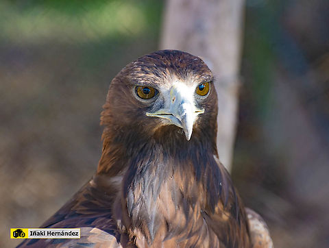 Iberian golden eagle (Aquila chrysaetos homeyeri) Águila real ibérica (Aquila chrysaetos homeyeri) 

https://www.jungledragon.com/image/145972 Aquila chrysaetos,Aquila chrysaetos homeyeri,Geotagged,Golden Eagle,Iberian Golden Eagle,Spain,Winter