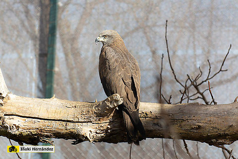 Black kite (Milvus migrans) Milano negro (Milvus migrans) Black kite,Geotagged,Milvus migrans,Spain,Winter