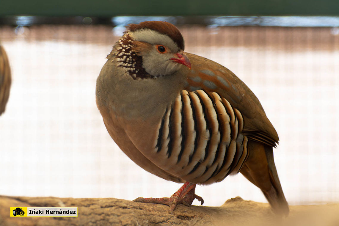 Barbary partridge (Alectoris barbara) Perdiz moruna (Alectoris barbara)  Alectoris barbara,Barbary partridge,Geotagged,Spain,Winter