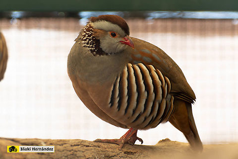 Barbary partridge (Alectoris barbara) Perdiz moruna (Alectoris barbara)  Alectoris barbara,Barbary partridge,Geotagged,Spain,Winter