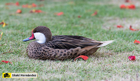 white-cheeked pintail (Anas bahamensis), Cerceta de Bahamas (Anas bahamensis), Anas bahamensis,Dominican Republic,Geotagged,Summer