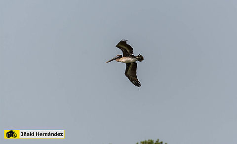 Brown pelican (Pelecanus occidentalis) Brown pelican (Pelecanus occidentalis)

https://www.jungledragon.com/image/126652/brown_pelican_pelecanus_occidentalis.html Brown pelican,Dominican Republic,Geotagged,Pelecanus occidentalis,Summer