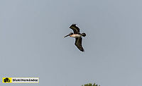 Brown pelican (Pelecanus occidentalis) Brown pelican (Pelecanus occidentalis)<br />
<br />
https://www.jungledragon.com/image/126652/brown_pelican_pelecanus_occidentalis.html Brown pelican,Dominican Republic,Geotagged,Pelecanus occidentalis,Summer