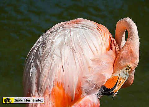 American Flamingo (Phoenicopterus ruber)  American Flamingo,Dominican Republic,Geotagged,Phoenicopterus ruber,Summer