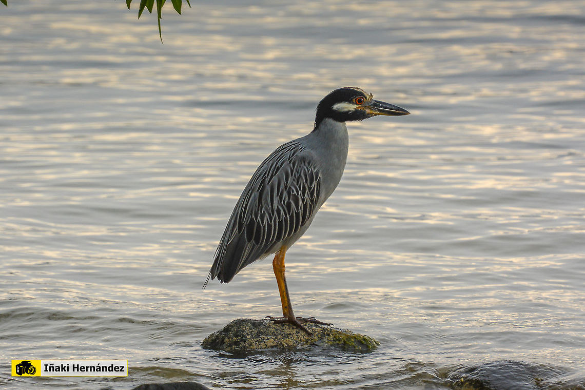Yellow-crowned night heron (Nyctanassa violacea)  Geotagged,Jamaica,Nyctanassa violacea,Summer,Yellow-crowned night heron