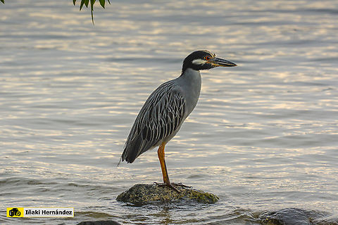 Yellow-crowned night heron (Nyctanassa violacea)  Geotagged,Jamaica,Nyctanassa violacea,Summer,Yellow-crowned night heron