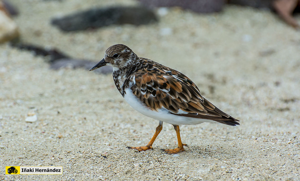 Ruddy Turnstone (Arenaria interpres)  Arenaria interpres,Geotagged,Jamaica,Ruddy Turnstone,Summer
