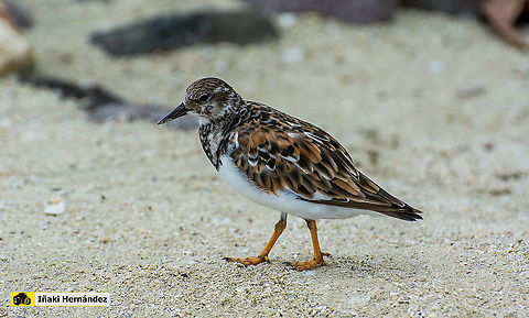 Ruddy Turnstone (Arenaria interpres)  Arenaria interpres,Geotagged,Jamaica,Ruddy Turnstone,Summer