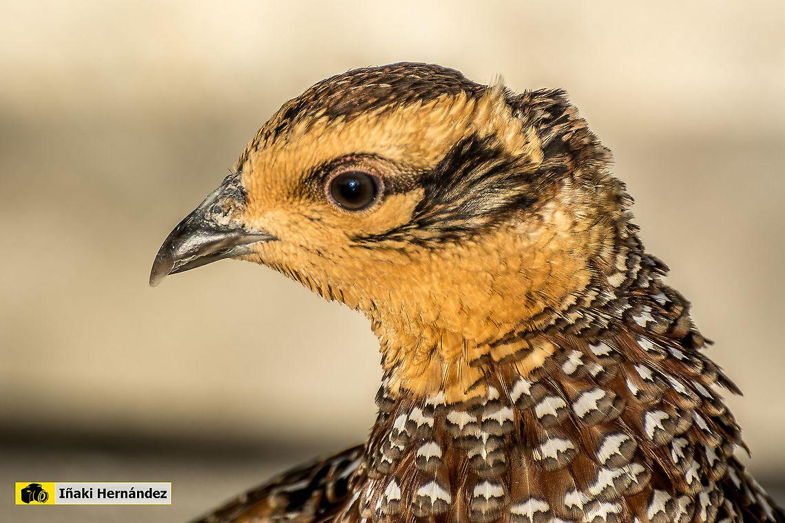 Reevess Pheasant female (Syrmaticus reevesii) Fais&aacute;n Venerado hembra (Syrmaticus reevesii)<br />
<br />
Male / Macho <br />
<figure class="photo"><a href="https://www.jungledragon.com/image/126654/reevess_pheasant_syrmaticus_reevesii.html" title="Reevess Pheasant (Syrmaticus reevesii)"><img src="https://s3.amazonaws.com/media.jungledragon.com/images/6660/126654_thumb.jpg?AWSAccessKeyId=05GMT0V3GWVNE7GGM1R2&Expires=1759968010&Signature=JrYCvGxkAofDWMGiLoVRY9bDe%2FI%3D" width="200" height="74" alt="Reevess Pheasant (Syrmaticus reevesii) Fais&aacute;n venerado (Syrmaticus reevesii)<br />
<br />
Female / Hembra:<br />
https://www.jungledragon.com/image/126885/reevess_pheasant_female.html Fall,Geotagged,Reevess Pheasant,Spain,Syrmaticus reevesii" /></a></figure> Fall,Geotagged,Reevess Pheasant,Spain,Syrmaticus reevesii