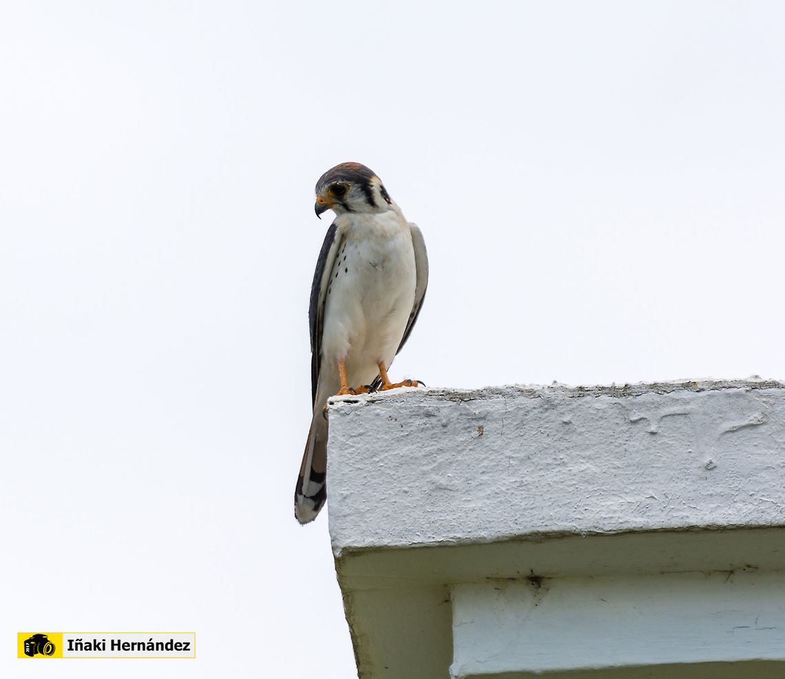 American Kestrel (Falco sparverius)  American Kestrel,Falco sparverius,Geotagged,Jamaica,Summer