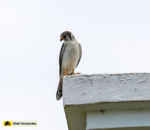 American Kestrel (Falco sparverius)  American Kestrel,Falco sparverius,Geotagged,Jamaica,Summer