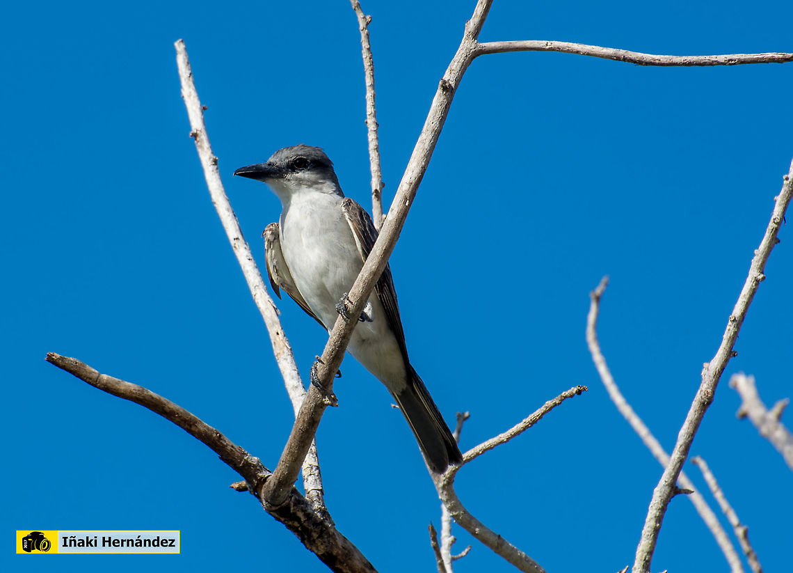 Grey kingbird (Tyrannus dominicensis)  Geotagged,Grey kingbird,Jamaica,Summer,Tyrannus dominicensis