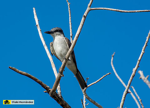 Grey kingbird (Tyrannus dominicensis)  Geotagged,Grey kingbird,Jamaica,Summer,Tyrannus dominicensis
