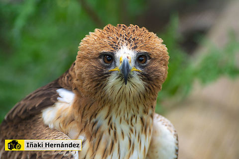 Booted eagle (Hieraaetus pennatus) Águila calzada (Hieraaetus pennatus)

https://www.jungledragon.com/image/127034/booted_eagle_hieraaetus_pennatus.html Booted eagle,Geotagged,Hieraaetus pennatus,Spain,Spring