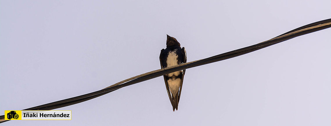 Caribbean martin (Progne dominicensis) Golondrina Grande (Progne dominicensis) Caribbean martin,Dominican Republic,Geotagged,Progne dominicensis,Summer