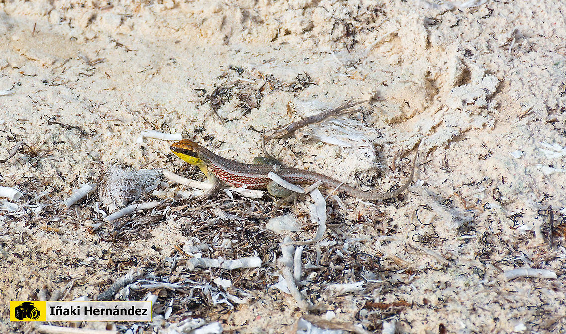 Hispaniolan masked curly-tailed lizard (Leiocephalus personatus mentali) Hispaniolan masked curly-tailed lizard (Leiocephalus personatus mentali) Geotagged,Hispaniolan masked curly-tailed lizard,Jamaica,Leiocephalus personatus,Summer