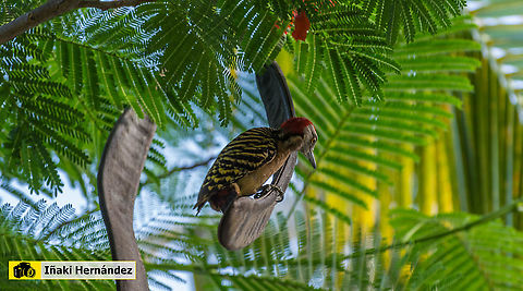 Hispaniolan woodpecker (Melanerpes striatus) Carpintero de la Española (Melanerpes striatus) Dominican Republic,Geotagged,Hispaniolan woodpecker,Melanerpes striatus,Summer
