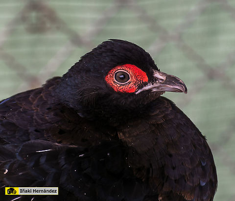 Mikado Pheasant (Syrmaticus mikado) Macho de faisán Mikado (Syrmaticus mikado)

Female / Hembra:
https://www.jungledragon.com/image/126894/mikado_pheasant_hen_syrmaticus_mikado.html Geotagged,Mikado pheasant,Spain,Syrmaticus mikado,Winter