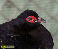 Mikado Pheasant (Syrmaticus mikado) Macho de fais&aacute;n Mikado (Syrmaticus mikado)<br />
<br />
Female / Hembra:<br />
https://www.jungledragon.com/image/126894/mikado_pheasant_hen_syrmaticus_mikado.html Geotagged,Mikado pheasant,Spain,Syrmaticus mikado,Winter