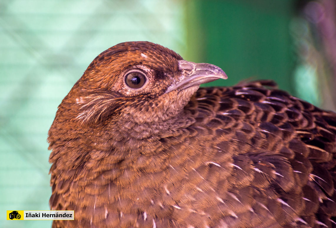 Mikado pheasant hen (Syrmaticus mikado) Hembra de fais&aacute;n Mikado (Syrmaticus mikado)<br />
<br />
Male / Macho:<br />
<figure class="photo"><a href="https://www.jungledragon.com/image/126893/mikado_pheasant_syrmaticus_mikado.html" title="Mikado Pheasant (Syrmaticus mikado)"><img src="https://s3.amazonaws.com/media.jungledragon.com/images/6660/126893_thumb.jpg?AWSAccessKeyId=05GMT0V3GWVNE7GGM1R2&Expires=1770854410&Signature=1Qp6StHPG7iDfvfqJzjqLzGFbvk%3D" width="200" height="172" alt="Mikado Pheasant (Syrmaticus mikado) Macho de fais&aacute;n Mikado (Syrmaticus mikado)<br />
<br />
Female / Hembra:<br />
https://www.jungledragon.com/image/126894/mikado_pheasant_hen_syrmaticus_mikado.html Geotagged,Mikado pheasant,Spain,Syrmaticus mikado,Winter" /></a></figure> Geotagged,Mikado pheasant,Spain,Syrmaticus mikado,Winter