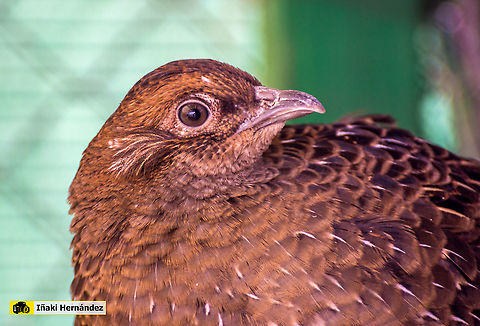 Mikado pheasant hen (Syrmaticus mikado) Hembra de fais&aacute;n Mikado (Syrmaticus mikado)

Male / Macho:
https://www.jungledragon.com/image/126893/mikado_pheasant_syrmaticus_mikado.html Geotagged,Mikado pheasant,Spain,Syrmaticus mikado,Winter