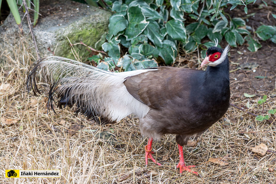 Brown eared pheasant (Crossoptilon mantchiricum) Fais&aacute;n orejudo marr&oacute;n (Crossoptilon mantchiricum) Brown eared pheasant,Crossoptilon mantchuricum,Geotagged,Spain,Winter