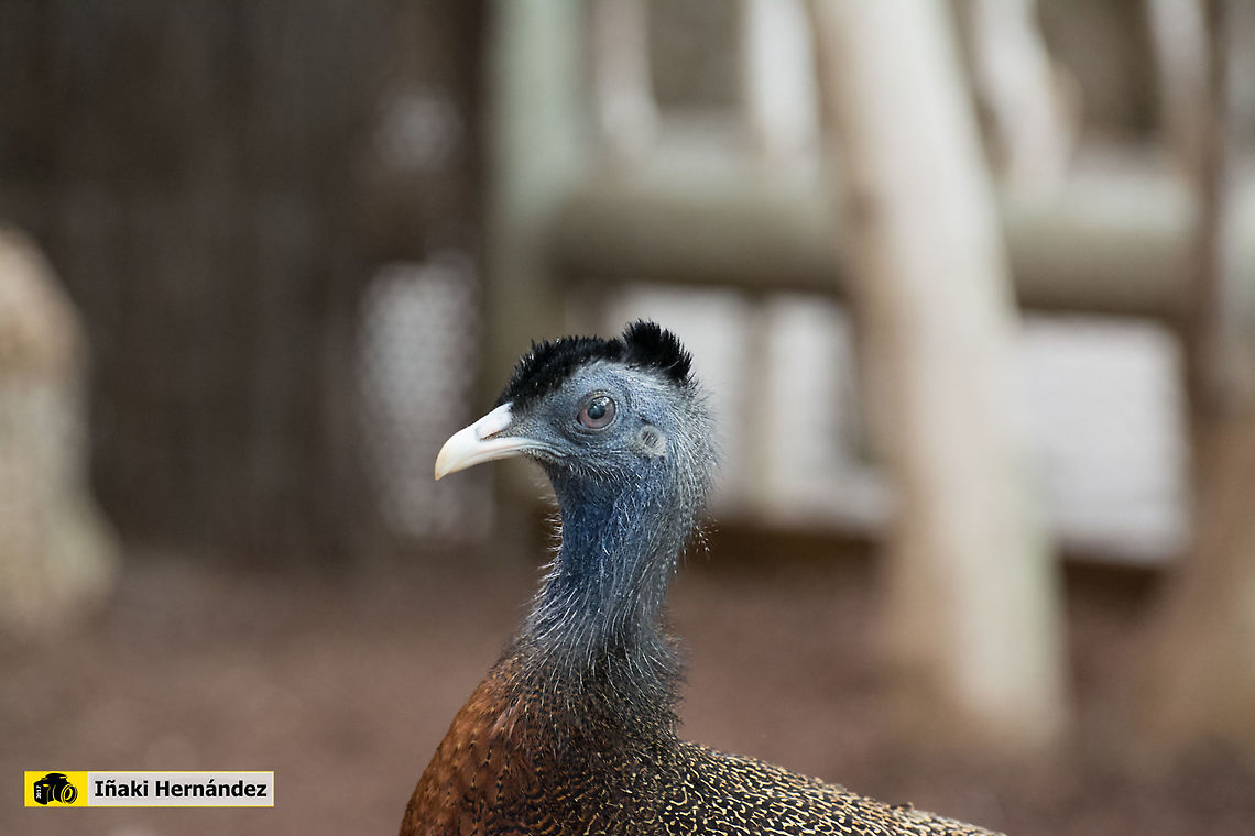 Great argus (Argusianus argus) Fais&aacute;n Argus (Argusianus argus) Argusianus argus,Geotagged,Great argus,Spain,Spring