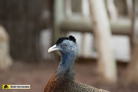 Great argus (Argusianus argus) Faisán Argus (Argusianus argus) Argusianus argus,Geotagged,Great argus,Spain,Spring