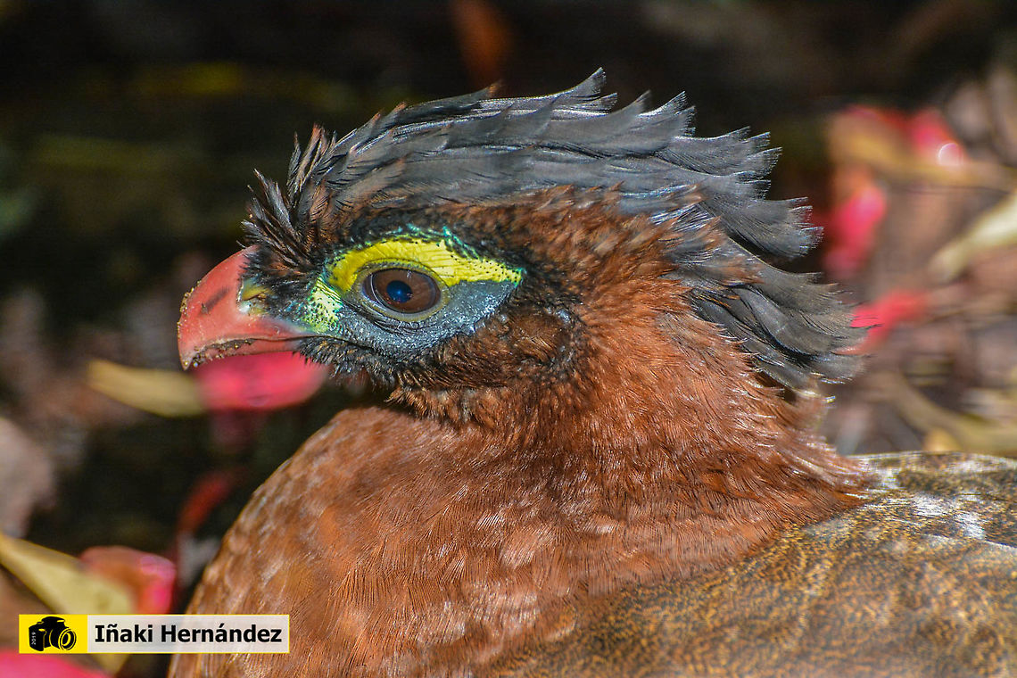 Nocturnal curassow (Nothocrax urumutum) Paujil nocturno (Nothocrax urumutum) Geotagged,Nocturnal curassow,Nothocrax urumutum,Portugal