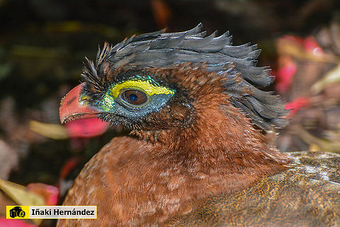 Nocturnal curassow (Nothocrax urumutum) Paujil nocturno (Nothocrax urumutum) Geotagged,Nocturnal curassow,Nothocrax urumutum,Portugal