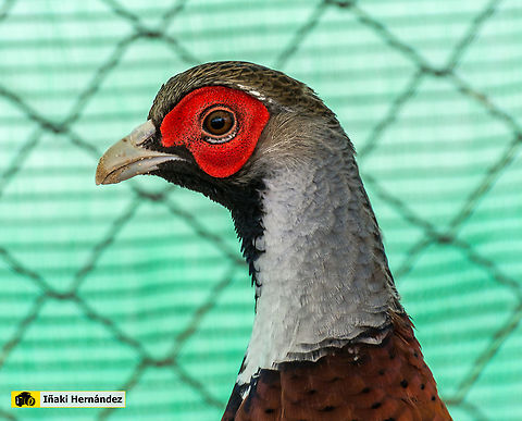 Elliots pheasant