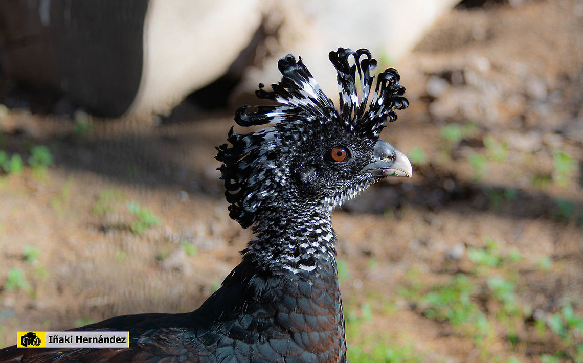 Great Curassow Hen (Crax rubra) Pav&oacute;n norte&ntilde;o (Crax rubra) Crax rubra,Geotagged,Great Curassow,Spain,Winter