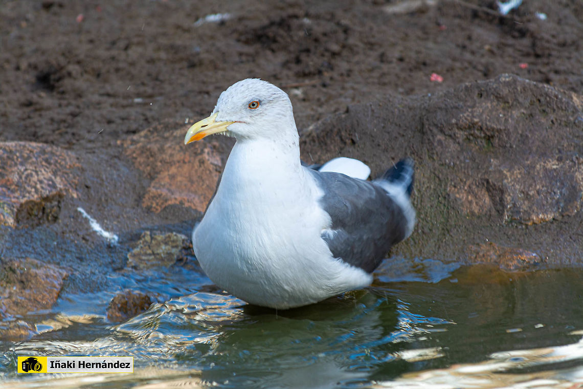 Lesser Black-backed Gull (Larus fuscus) Gaviota sombr&iacute;a (Larus fuscus) Geotagged,Larus fuscus,Lesser Black-backed Gull,Spain,Winter