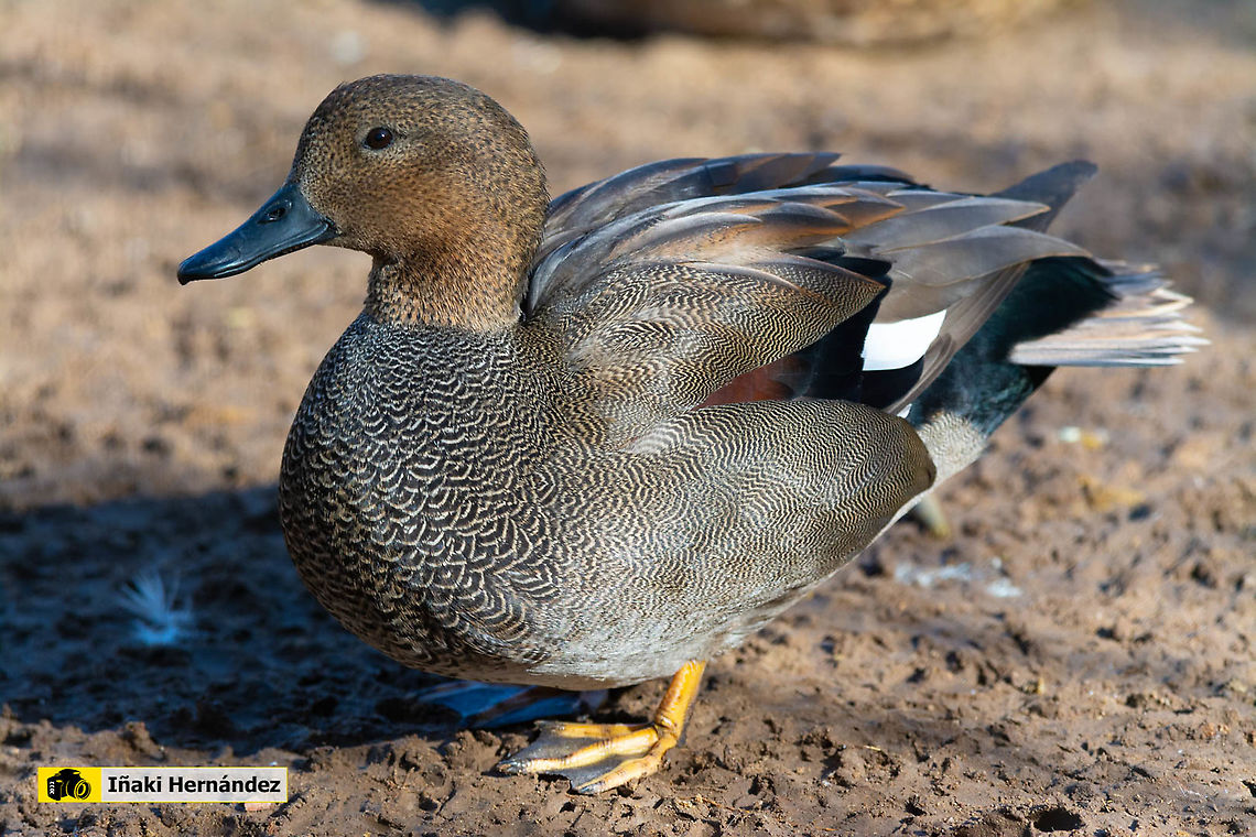 Gadwall (Mareca strepera) &Aacute;nade friso (Mareca strepera) Gadwall,Geotagged,Mareca strepera,Spain,Winter