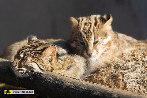 Leopard cat (Prionailurus bengalensis euptailurus) Gato leopardo de Siberia (Prionailurus bengalensis euptailurus) Geotagged,Leopard cat,Prionailurus bengalensis,Spain,Winter